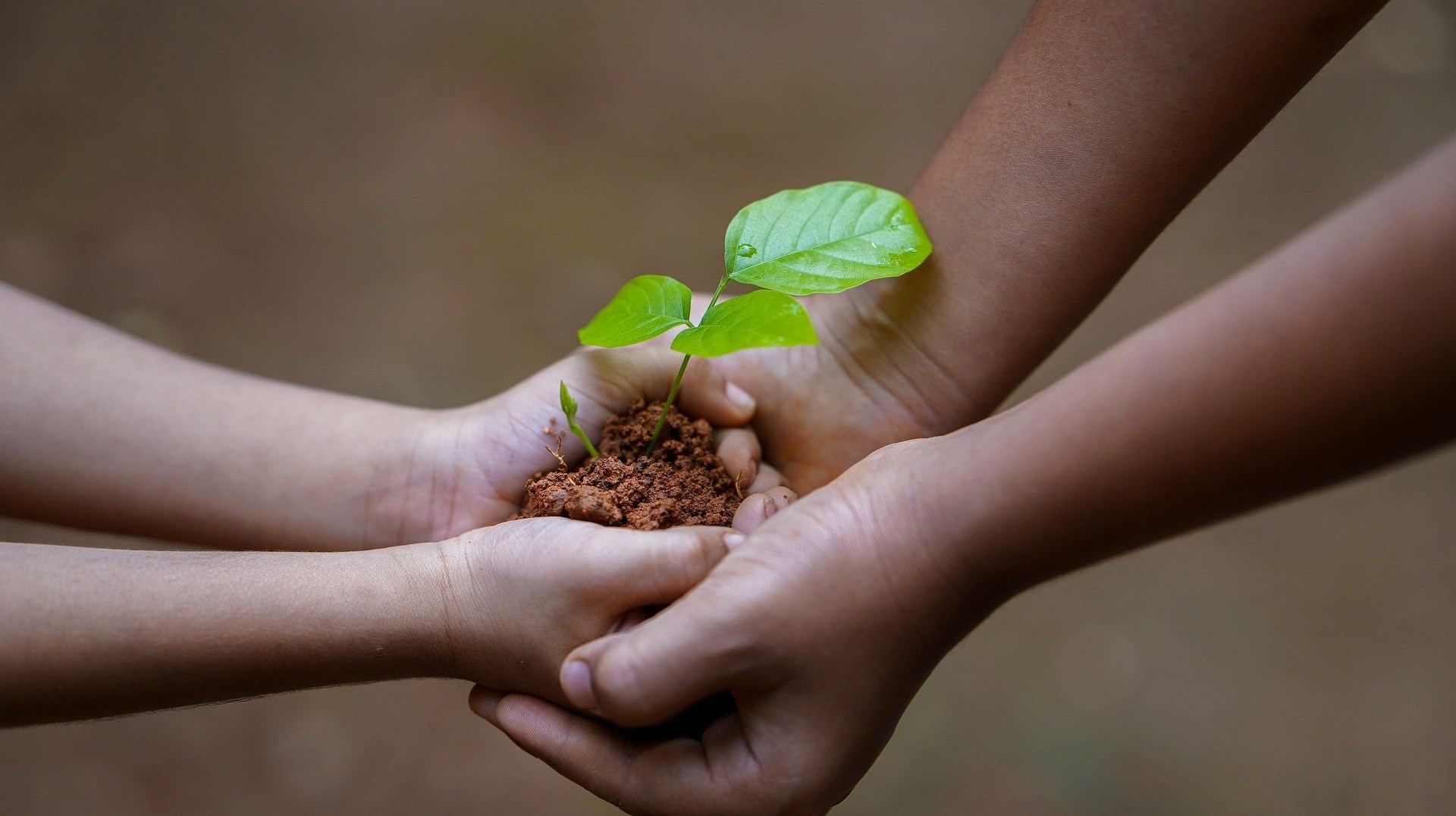 Händer som håller i en planta