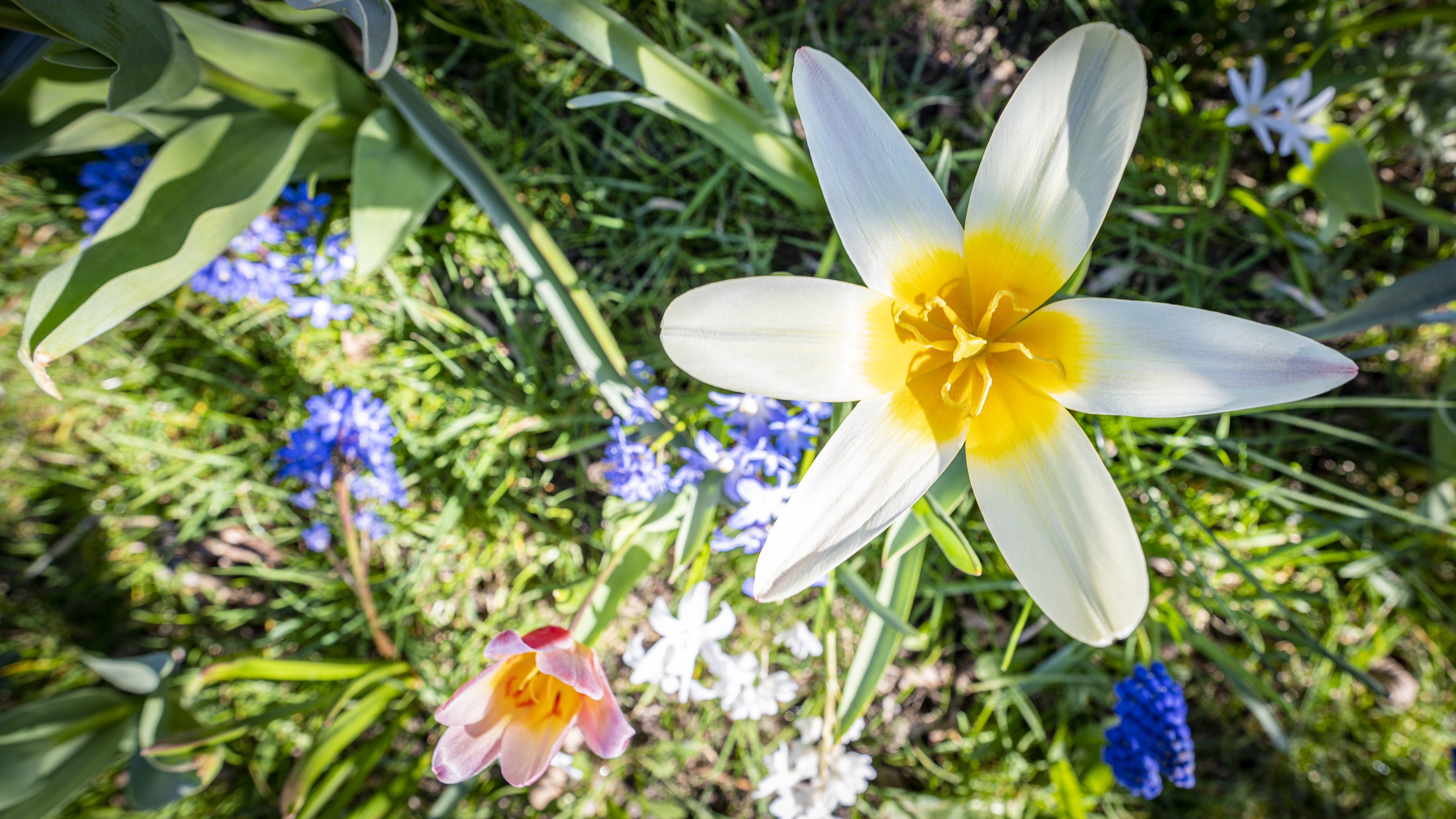 Blomma